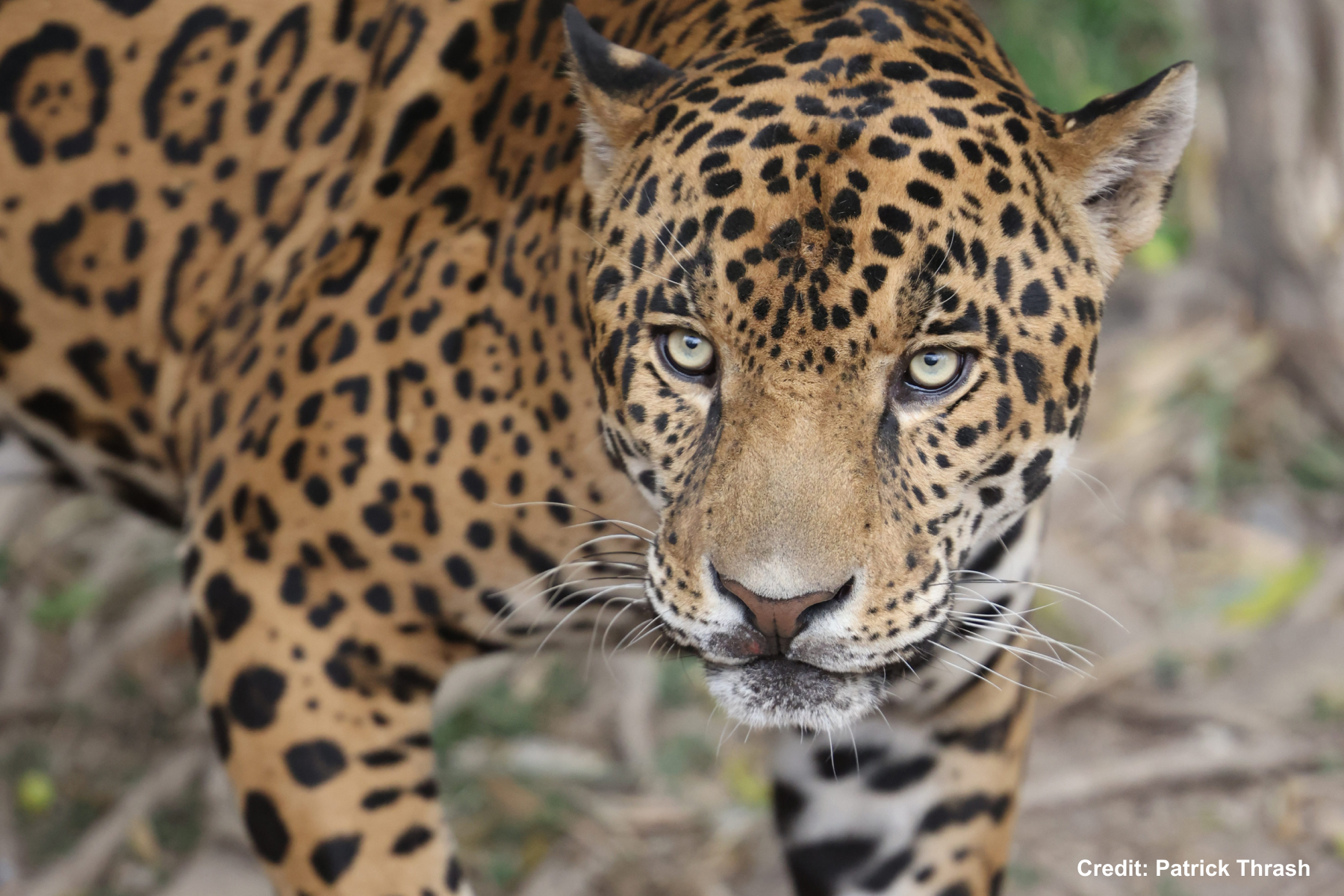 Jaguar Texas Native Cats